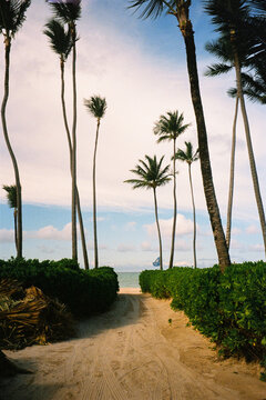 A sandy path lined with tall palm trees leading to the beach