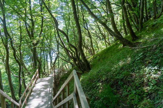 Treppen an den Kreidefelsen bei Klint Holm an der Ostsee, M&Oslash;n, D&auml;nemark