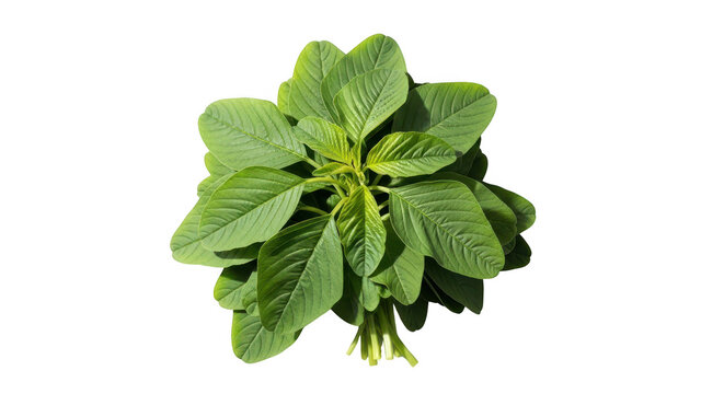 Fresh green amaranth leaves bunch isolated on transparent background