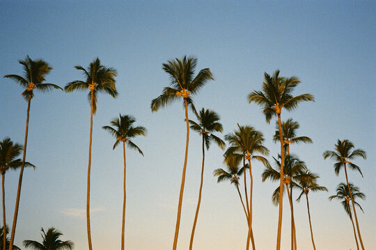 View of the tops of tall palm trees against a blue sky