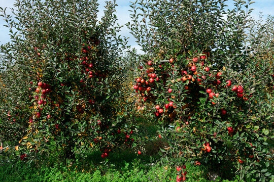 Red apples ripening on trees