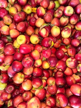 Top view of harvested apples