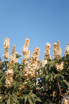Blooming Buckeye Flowers Under Clear Blue Sky