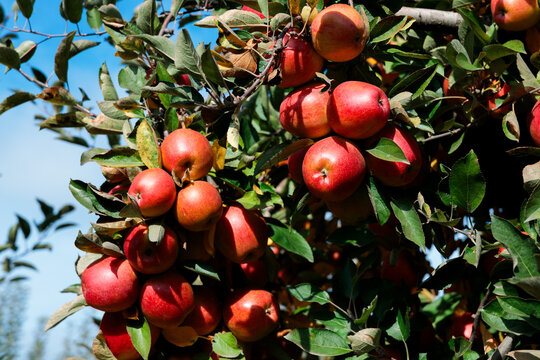 Red apple clusters against sky