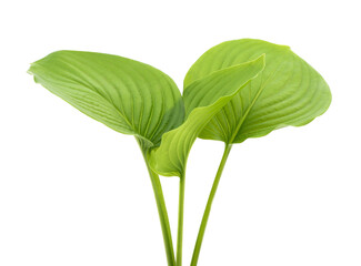 Three green hosta leaves isolated on a white background. © ANASTASIIA