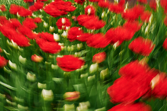 Bright red flowers bloom in a garden setting