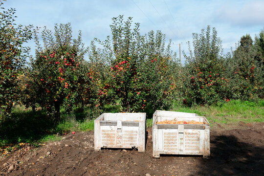Harvest bins in apple orchard