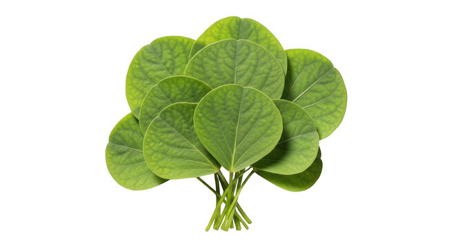 A bunch of fresh green round leaves of the polyscias scutellaria plant isolated on transparent background