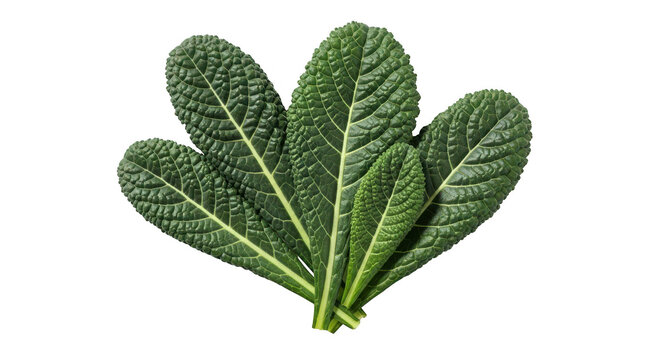 Fresh lacinato kale leaves arranged in a fan shape isolated on transparent background