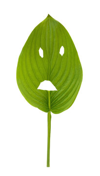 One green hosta leaf with a sad face cutout isolated on a white background.