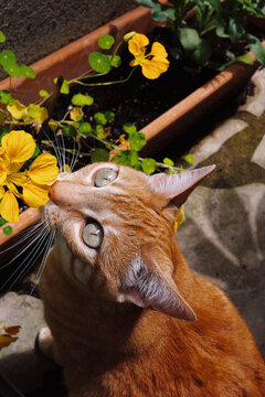 Cat smelling yellow flowers in a garden during the day