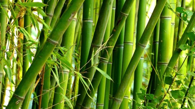 Closeup of lush green bamboo stalks and leaves in natural sunlight outdoors