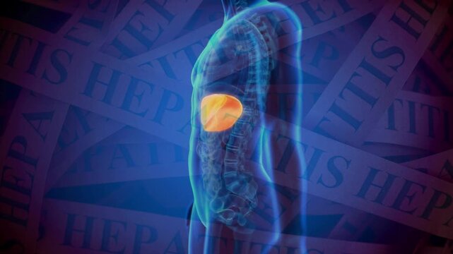 3D rendering of a human body highlighting the liver in bright orange, set against a background displaying the word 'HEPATITIS', representing liver disease and health.