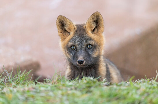 Red fox kit (cross colour phase) 