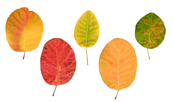 Colorful autumn leaves of smoke tree arranged on a white background. Cotinus coggygria foliage with natural patterns and rich fall colors.