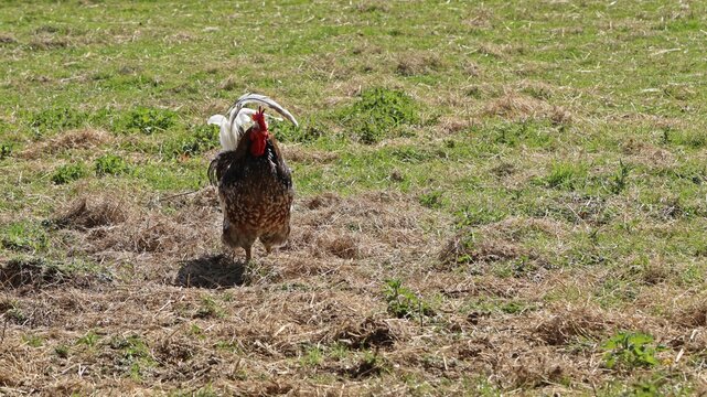 Hahn auf der Wiese