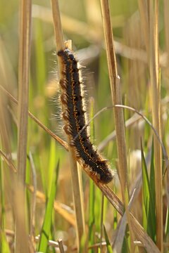 Trinkerin, Raupe der Grasglucke (Euthrix potatoria)