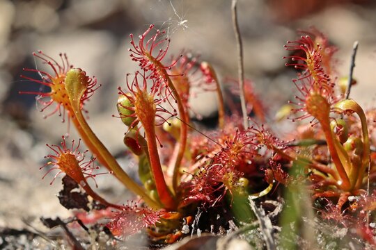 Mittlerer Sonntau (Drosera intermedia) im Mai