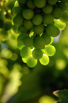 Uva acerba in maturazione