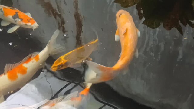 Beautiful koi fish swimming in a backyard pond with small artificial waterfall