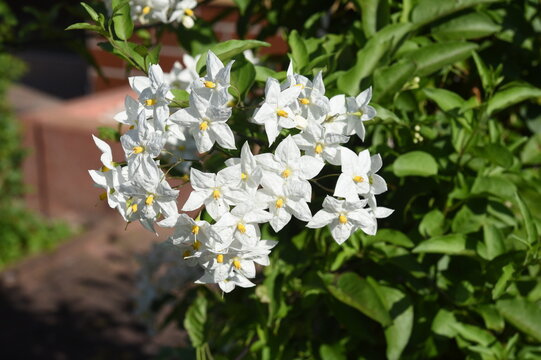 Jasminbl&uuml;tiger Nachtschatten