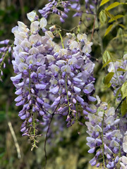 Printemps glycine © Jean-Paul