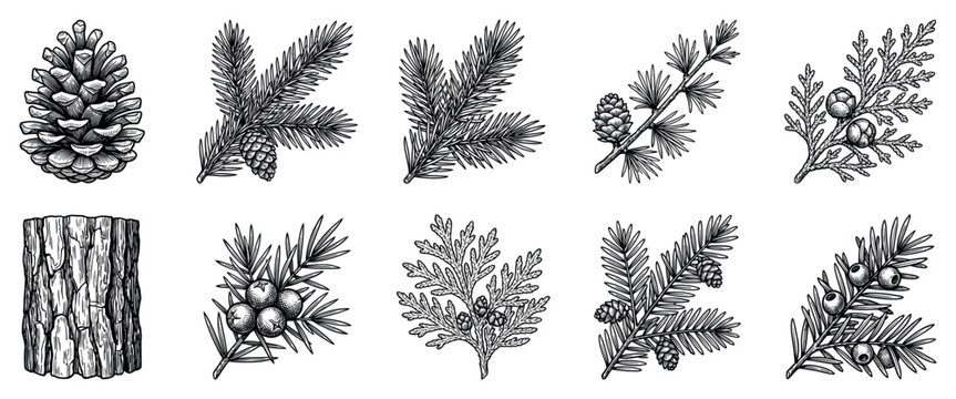 Conifer plant icons set. Forest nature and botanical elements concept. Includes pine cone, spruce branch, fir branch, larch branch, juniper branch, tree trunk. Hand-drawn doodle style