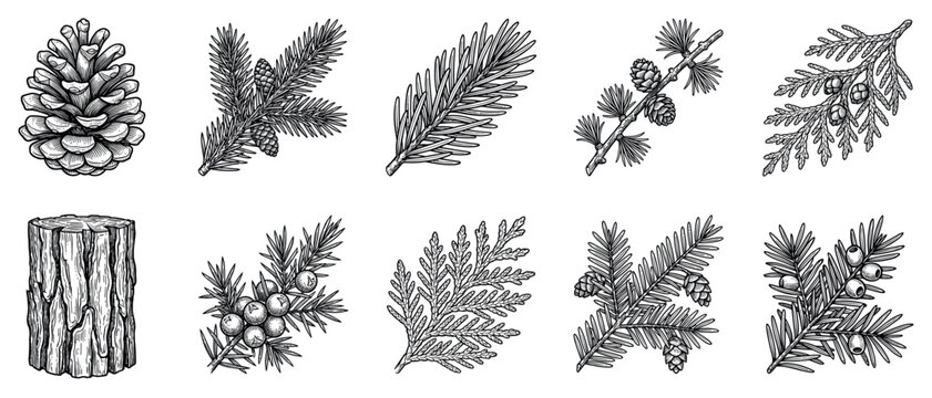 Conifer tree icons set. Forest and nature elements concept. Includes pine cone, spruce branch, fir needle, larch twig, juniper berries, cedar leaf, tree stump. Hand-drawn engraving style