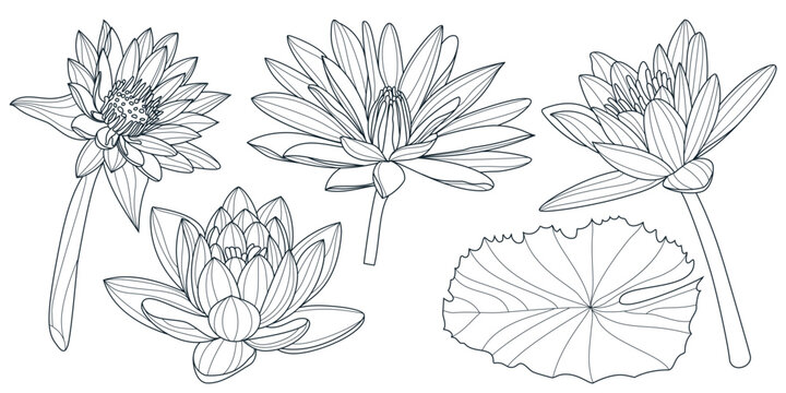 Water lily flowers set, vector line art illustration. Hand drawn botanical design elements. Lotus blossom and leaves