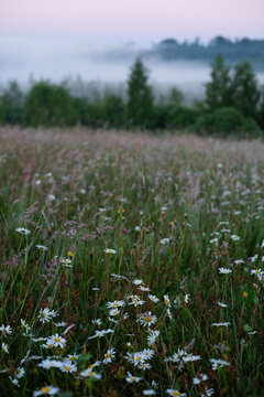 Midsummer moment in sunrise with fog in wild meadow in June in Tukums in Sveikuli in Latvia