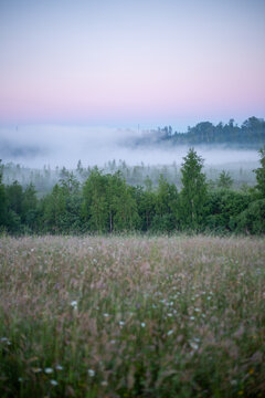 Midsummer moment in sunrise with fog in wild meadow in June in Tukums in Sveikuli in Latvia