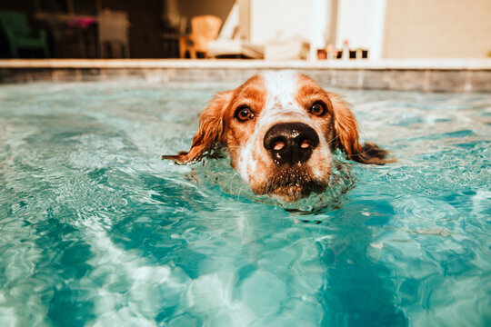 dog swimming in pool