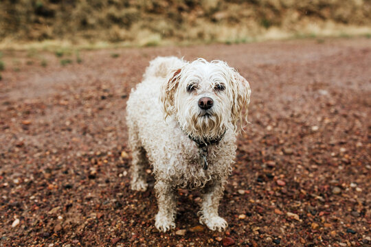 Wet dog standing in the rain