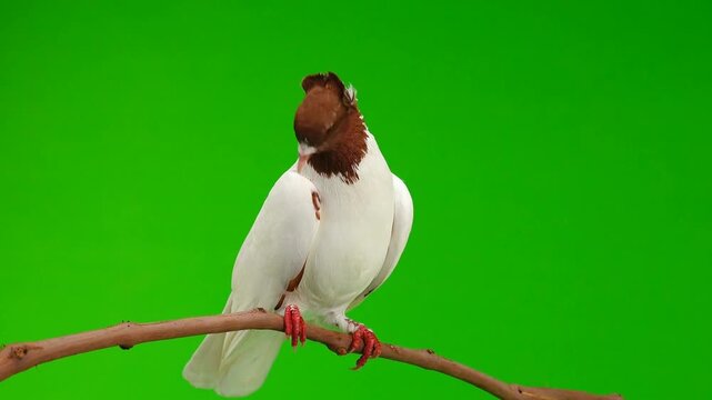 bird of paradise green screen