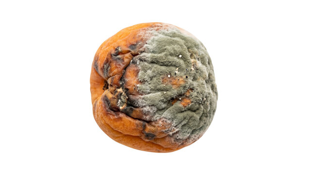 Moldy orange fruit with green fungus, rotten citrus fruit showing decay and decomposition, spoiled organic food waste with fuzzy mold texture isolated PNG with Transparent Background