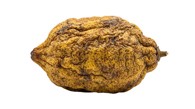 Dried etrog citron fruit with wrinkled yellow skin, traditional suknot ritual citrus, shriveled organic lemon texture for jewish holiday isolated PNG with Transparent Background