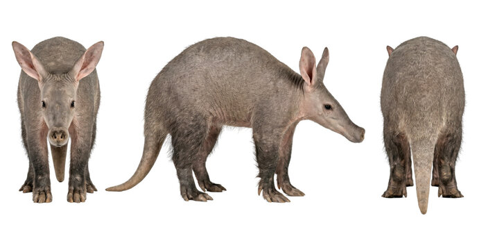 Standing aardvark from three different angles isolated on transparent background