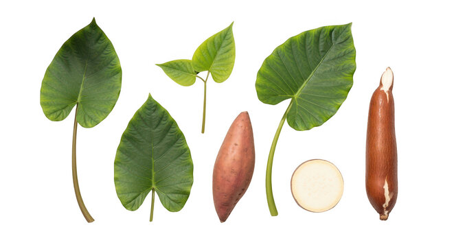 Fresh cassava roots and green leaves set