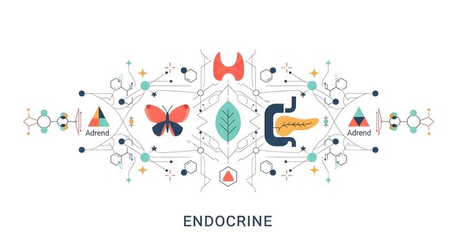 Detailed illustration of the human endocrine system with glands and molecular connections on a white background.