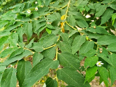 Fresh green capulin Muntingia calabura tree leaves and flowers in Guatemala