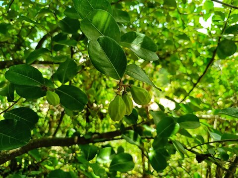Fresh green hicaco Chrysobalanus icaco fruits on branch in Guatemala