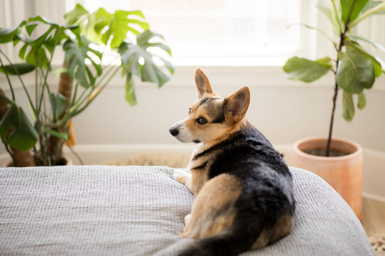 A corgi hanging out on a bed