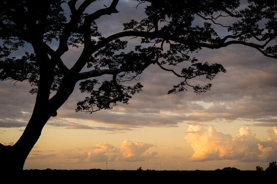 Sunset over the tree canopy in the Amazon jungle of Peru.