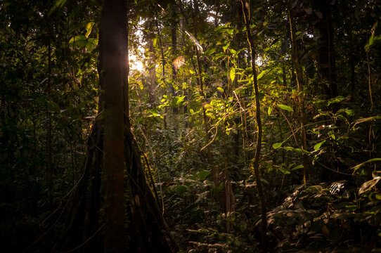 Sun setting through the trees in the Amazon jungle of Peru.