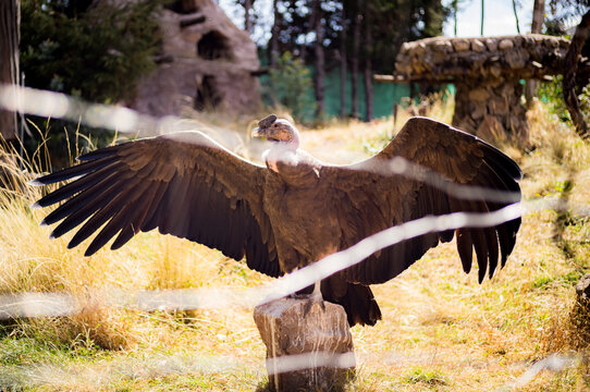An Andean condor at a rehabilitation facility in the sacred valley of Peru.