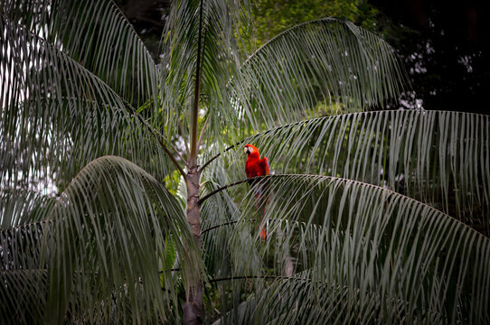 A scarlet macaw parrot on a tree in the Amazon jungle of Peru.