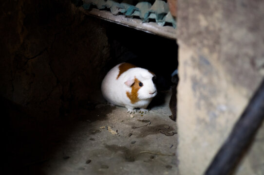 Peruvian Guinea Pigs in an old house in the town of Ollantaytambo, Peru.