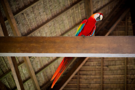 A scarlet macaw parrot on the ceiling in the Amazon jungle of Peru.