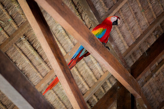 A scarlet macaw parrot on the ceiling in the Amazon jungle of Peru.