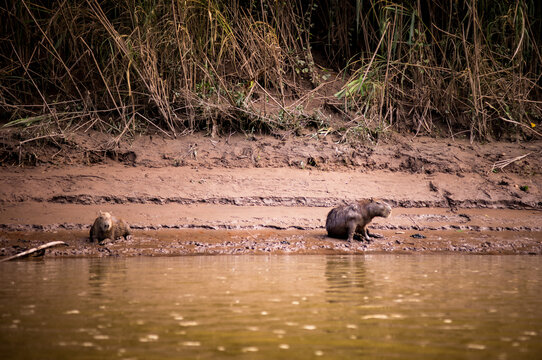 Capybaras resting on the banks of the Amazon river in Peru.